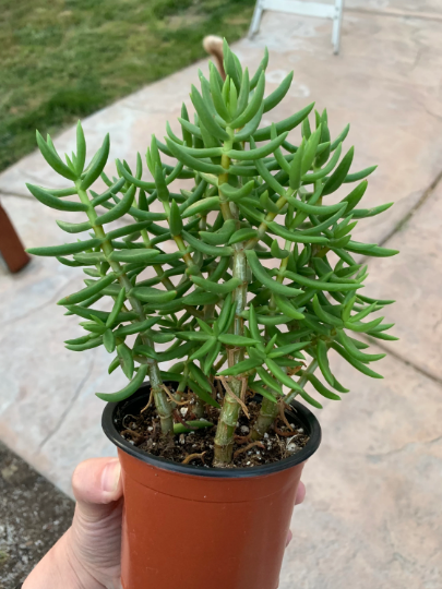 Crassula Tetragona (4" pot)