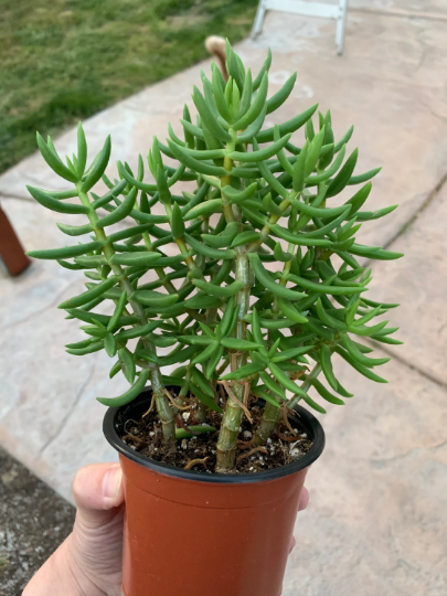 tetragona succulent Crassula Tetragona (4" pot) Succulent Plant