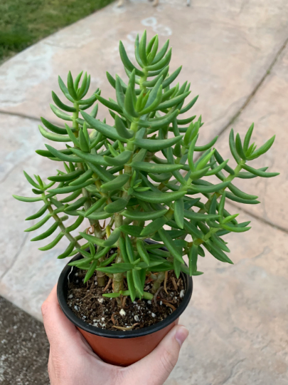 Crassula Tetragona (4" pot)