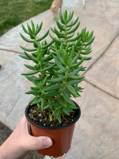 Crassula Tetragona (4" pot)