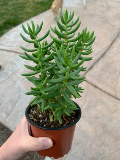 tetragona succulent Crassula Tetragona (4" pot) Succulent Plant