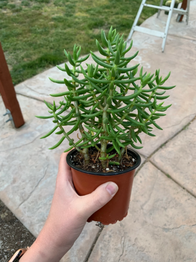 Crassula Tetragona (4" pot)