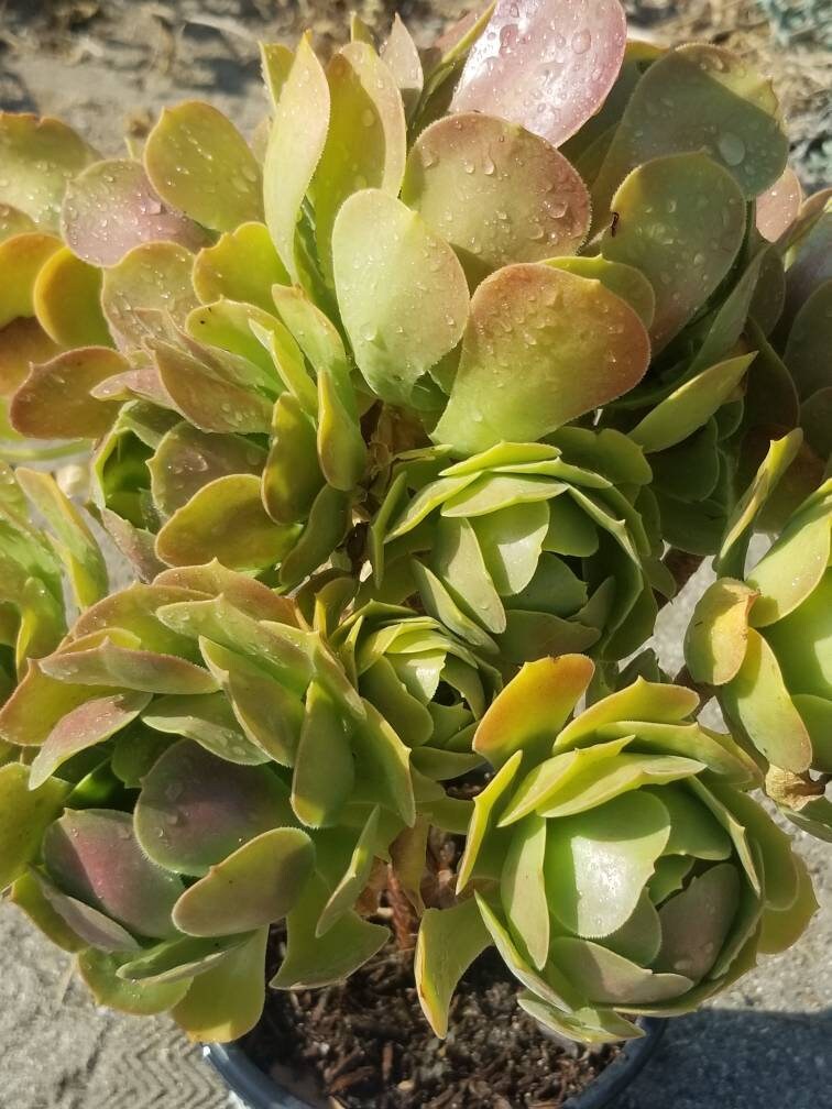 aeonium blushing beauty succulent Aeonium Blushing Beauty