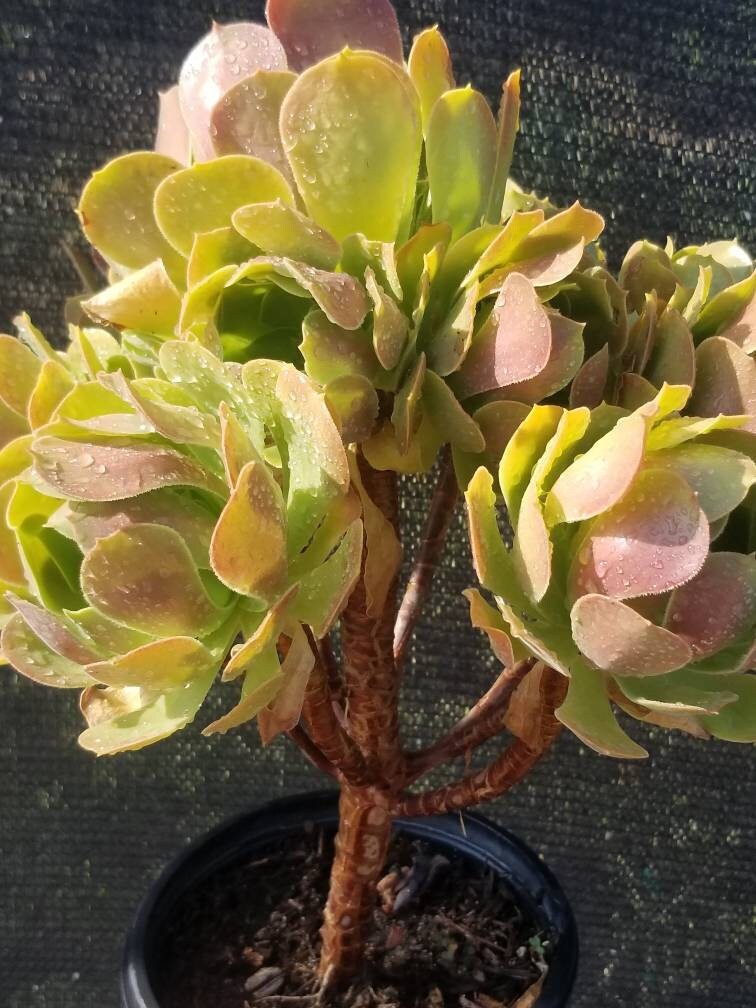 aeonium blushing beauty succulent Aeonium Blushing Beauty – Beaultiful Desert Plants