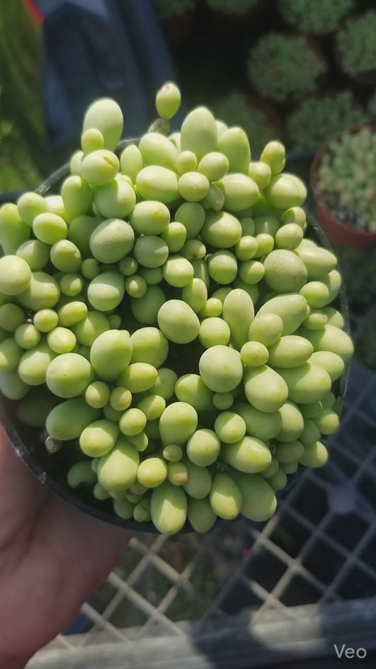 Cotyledon Schaeferianus "Dragon Eggs" (4" pot)