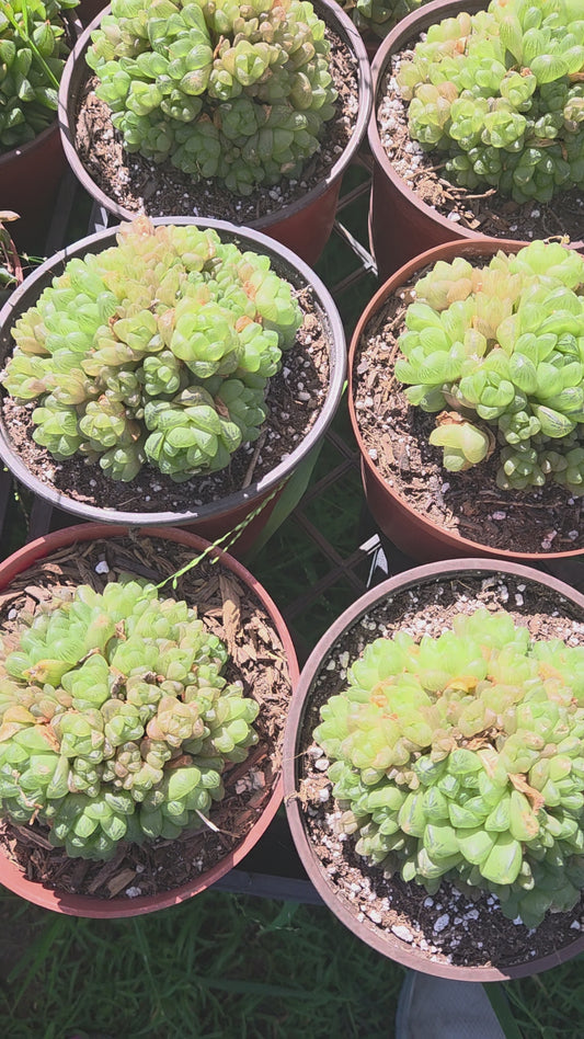 Hawortia Obtusa Crested (6" pot)