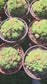 Hawortia Obtusa Crested (6" pot)