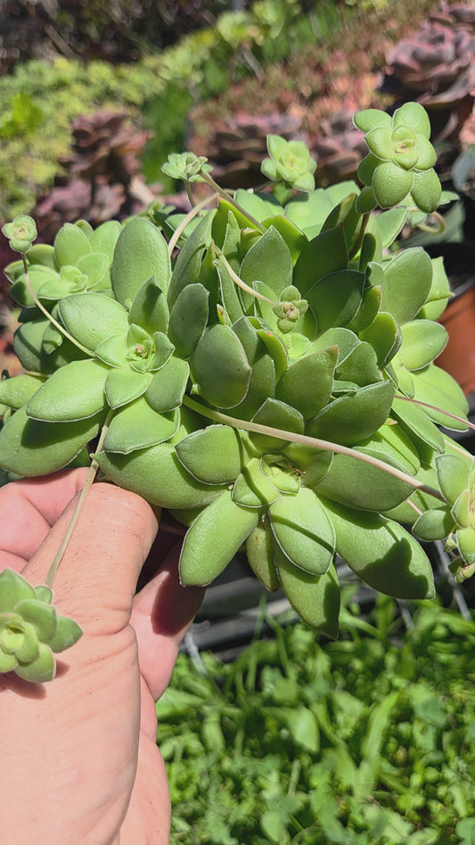 Crassula Orbicularis (4" pot) Succulent plant