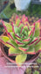 Echeveria Agavoide Lipstick  (4" Pot)