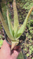 Aloe Vera plant (4" pot) Succulent plant