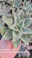 Echeveria Madiba
