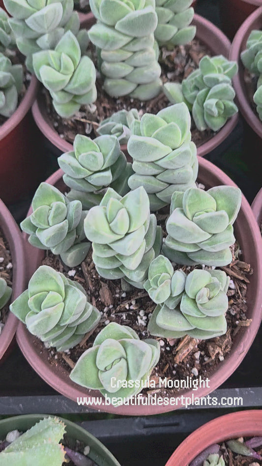 Crassula Moonglow (4" Pot)