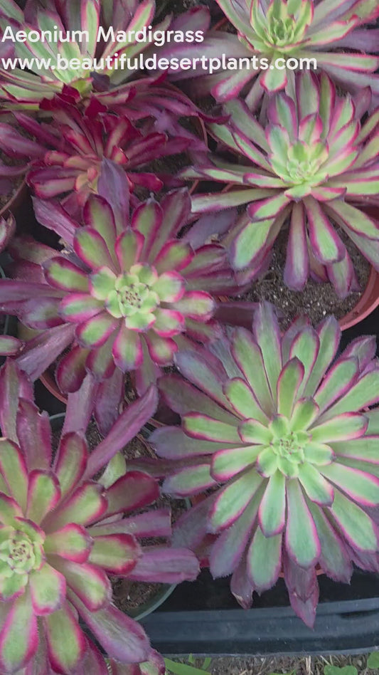 Aeonium Mardigrass (4" pot)