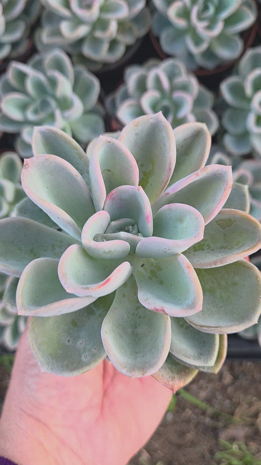Pachyveria Orpet