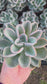 Pachyveria Orpet