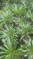 Madagascar Palm "Pachypodium Lamerei" (5 Gal. Pot)