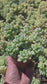 Sedum Clavatum  (4" pot)