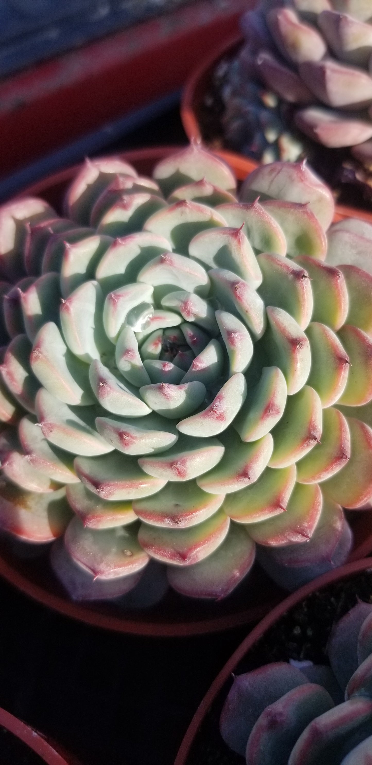Echeveria Minima, succulent plant (4" pot)