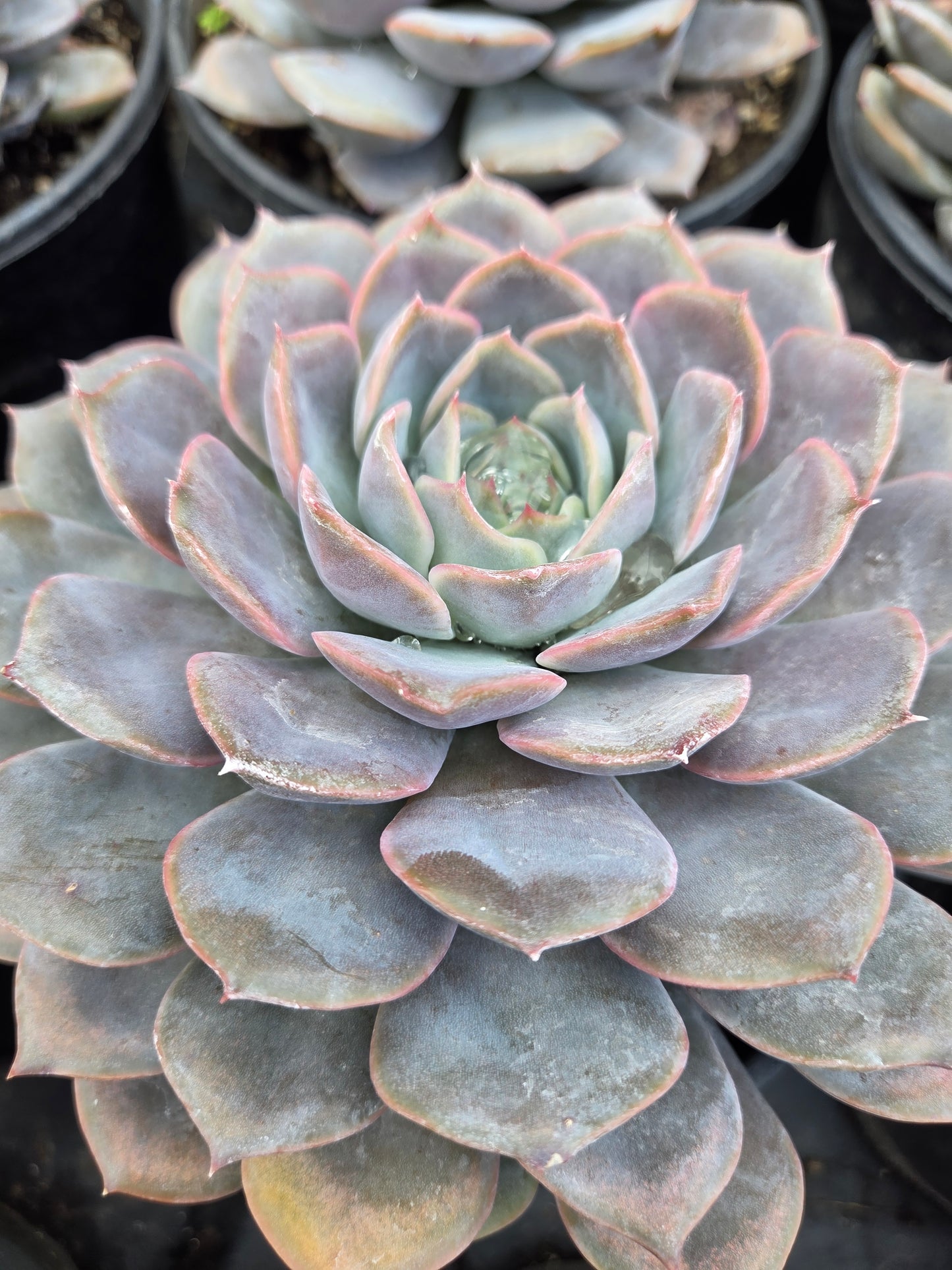 Echeveria Orion (1 gal. Pot) Succulent plant