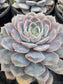 Echeveria Orion (1 gal. Pot) Succulent plant