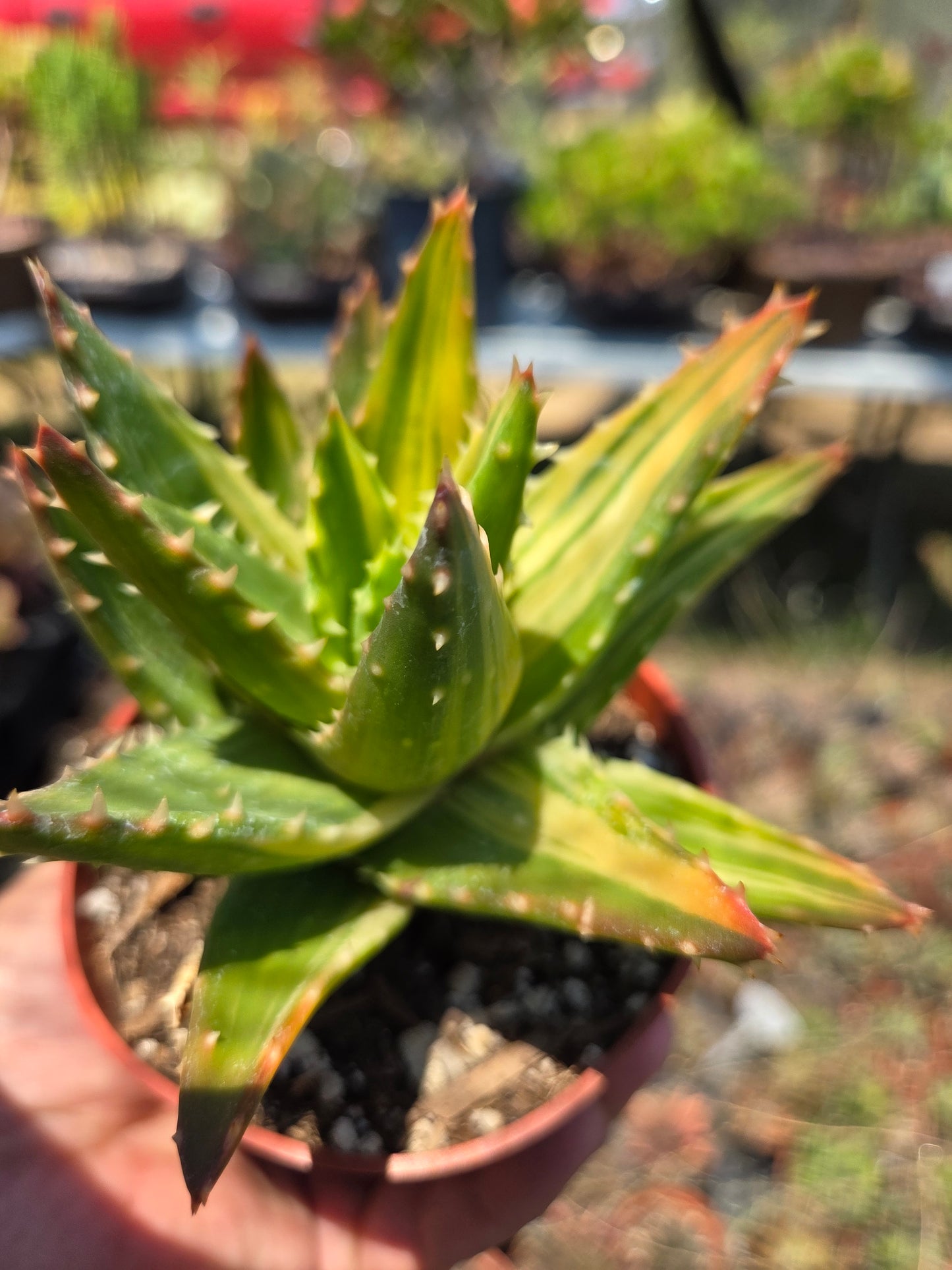 Aloe Nobilis Variegated (4" pot) succulent plant