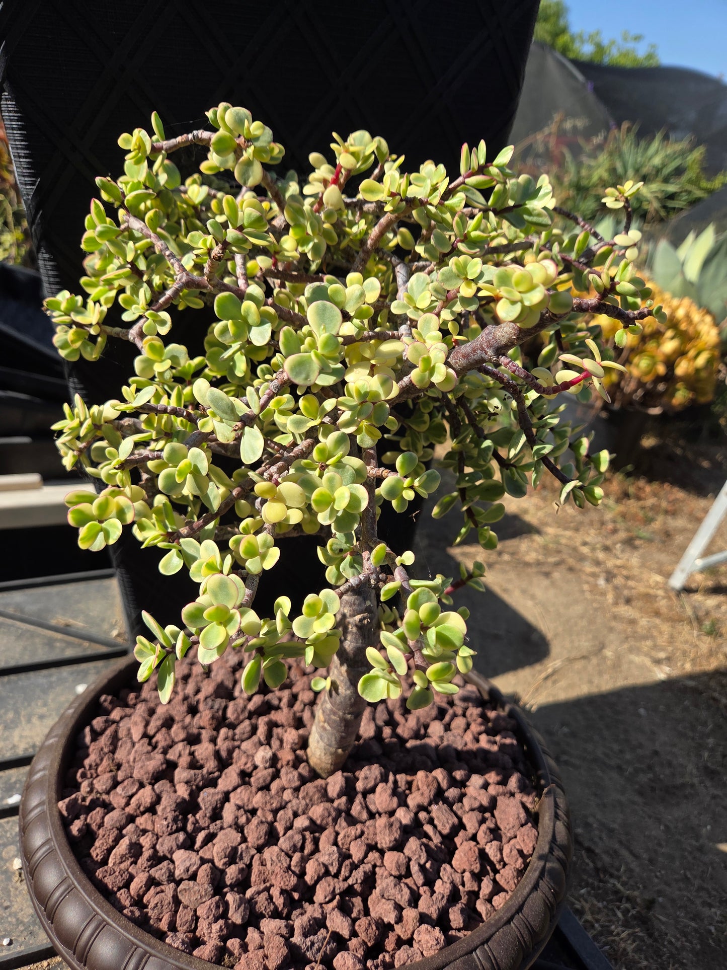 Portulacaria Afra Variegated Tree " Variegated Elephant Bush Tree" Bonsai Tree