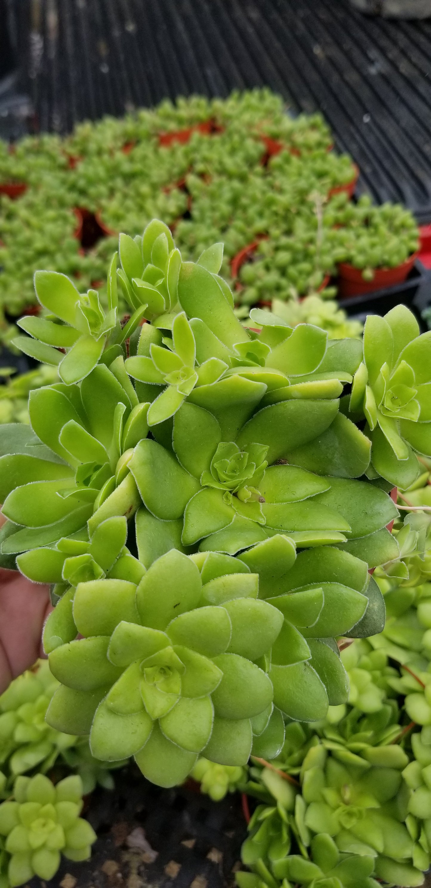 Crassula Orbicularis (4" pot) Succulent plant