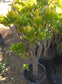 Crassula Ovata Hobbit Tree