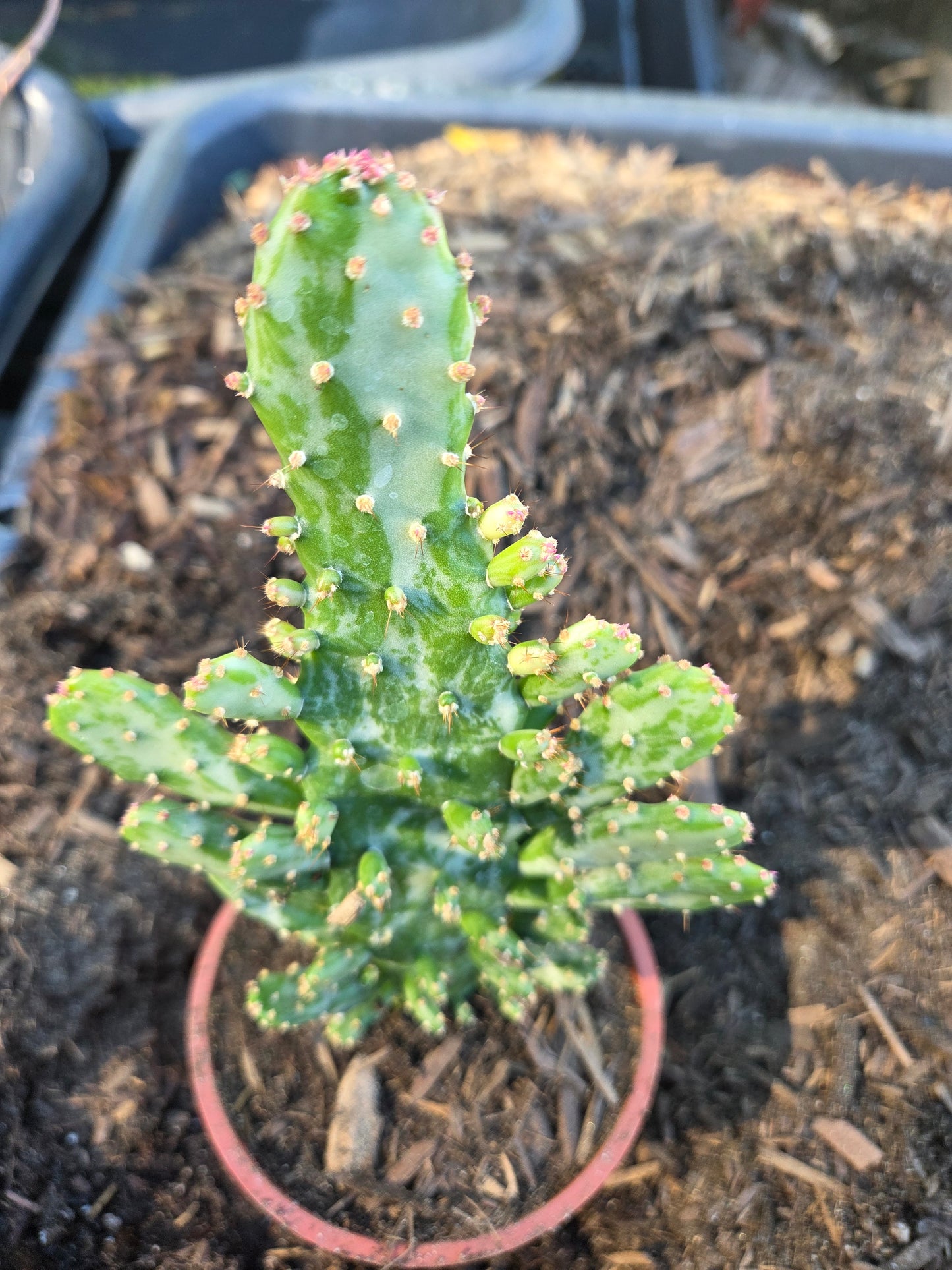 Opuntia Monacantha Variegated (4" pot)