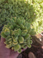 Variegated Cotyledon Tomentosa "Variegated Bear's Paw" (4" Pot)