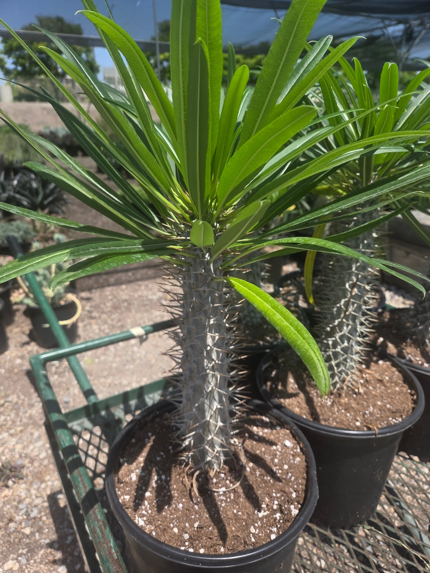 Madagascar Palm "Pachypodium Lamerei" (5 Gal. Pot)