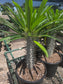 Madagascar Palm "Pachypodium Lamerei" (5 Gal. Pot)