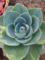 Echeveria Lotus (3 Gal. Pot)