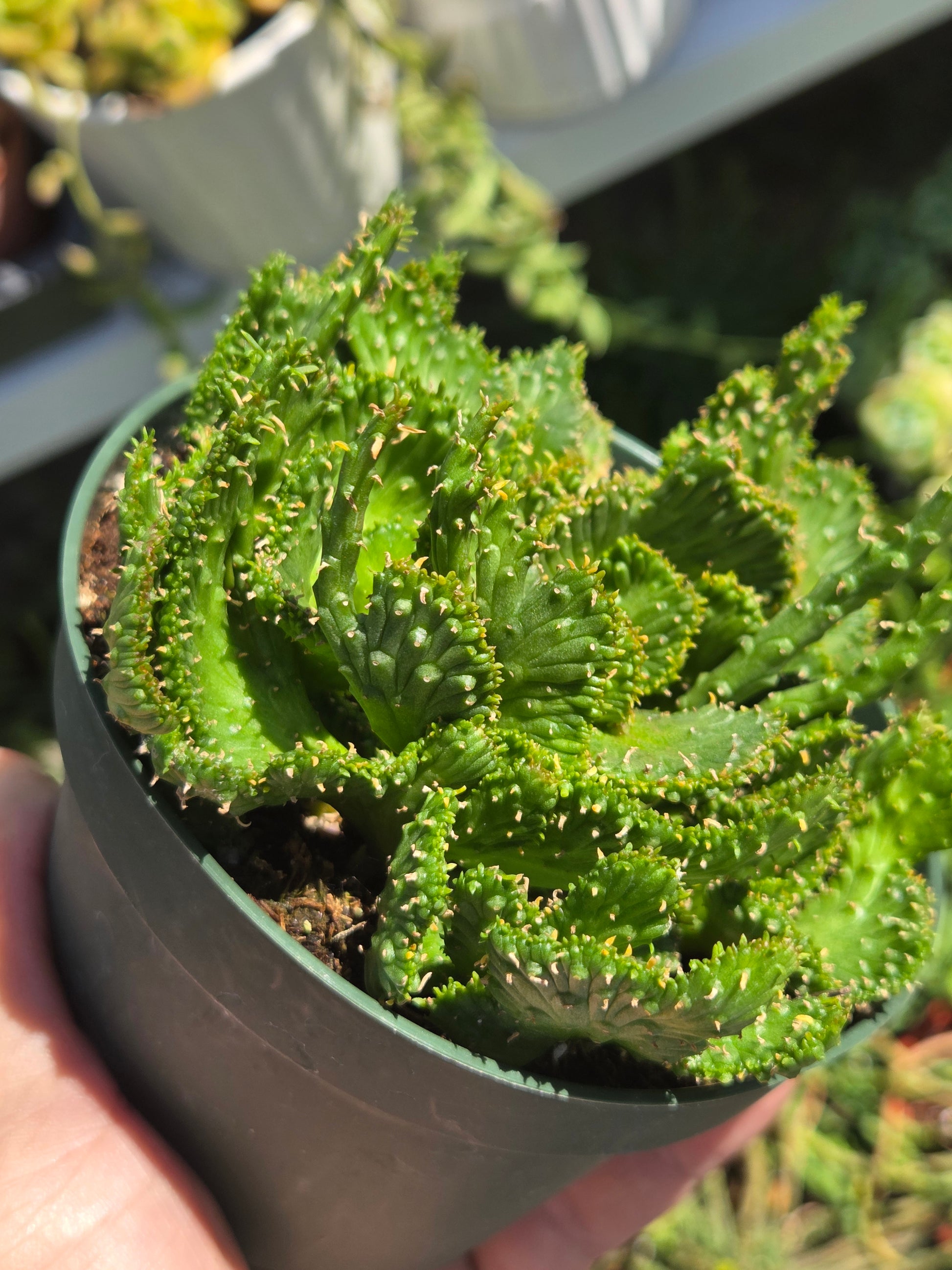 medusa succulent 4" Euphorbia Flanaganii Medusa Crested – Beaultiful Desert Plants
