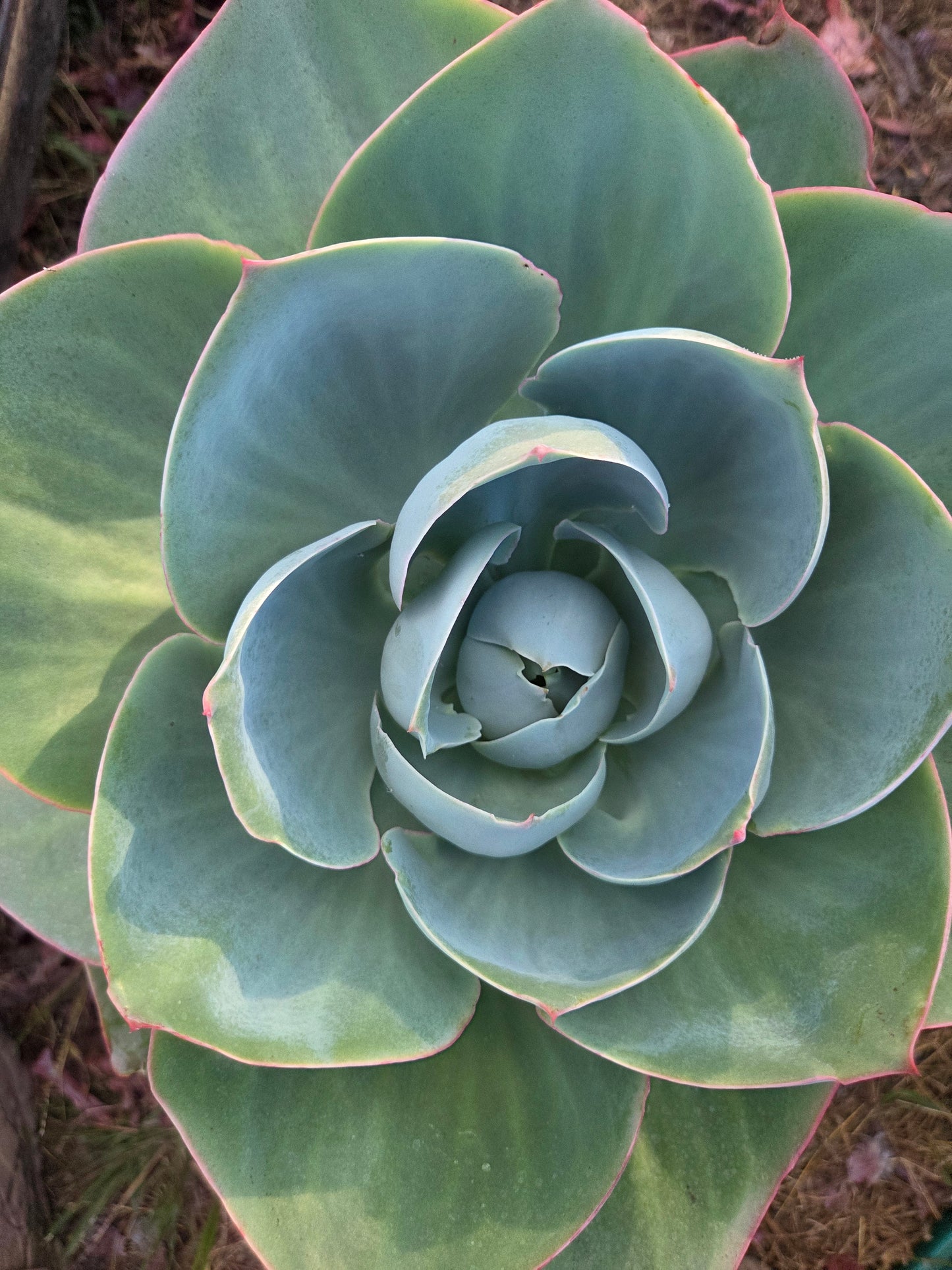 Echeveria Lotus (3 Gal. Pot)