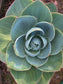 Echeveria Lotus (3 Gal. Pot)