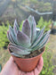 Crassula Garnet Lotus (4" pot) Succulent Plant