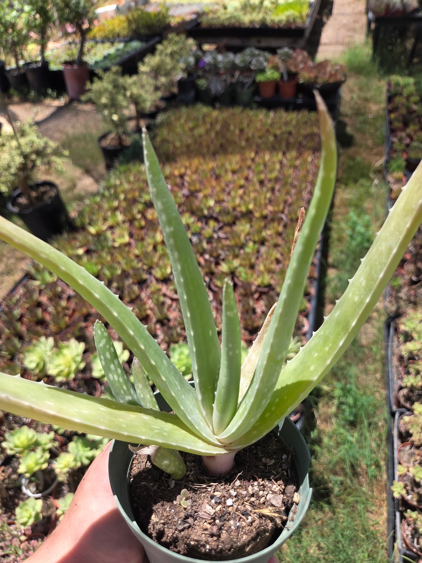 Aloe Vera plant (4" pot) Succulent plant