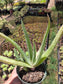 Aloe Vera plant (4" pot) Succulent plant