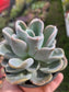 Pachyveria Orpet