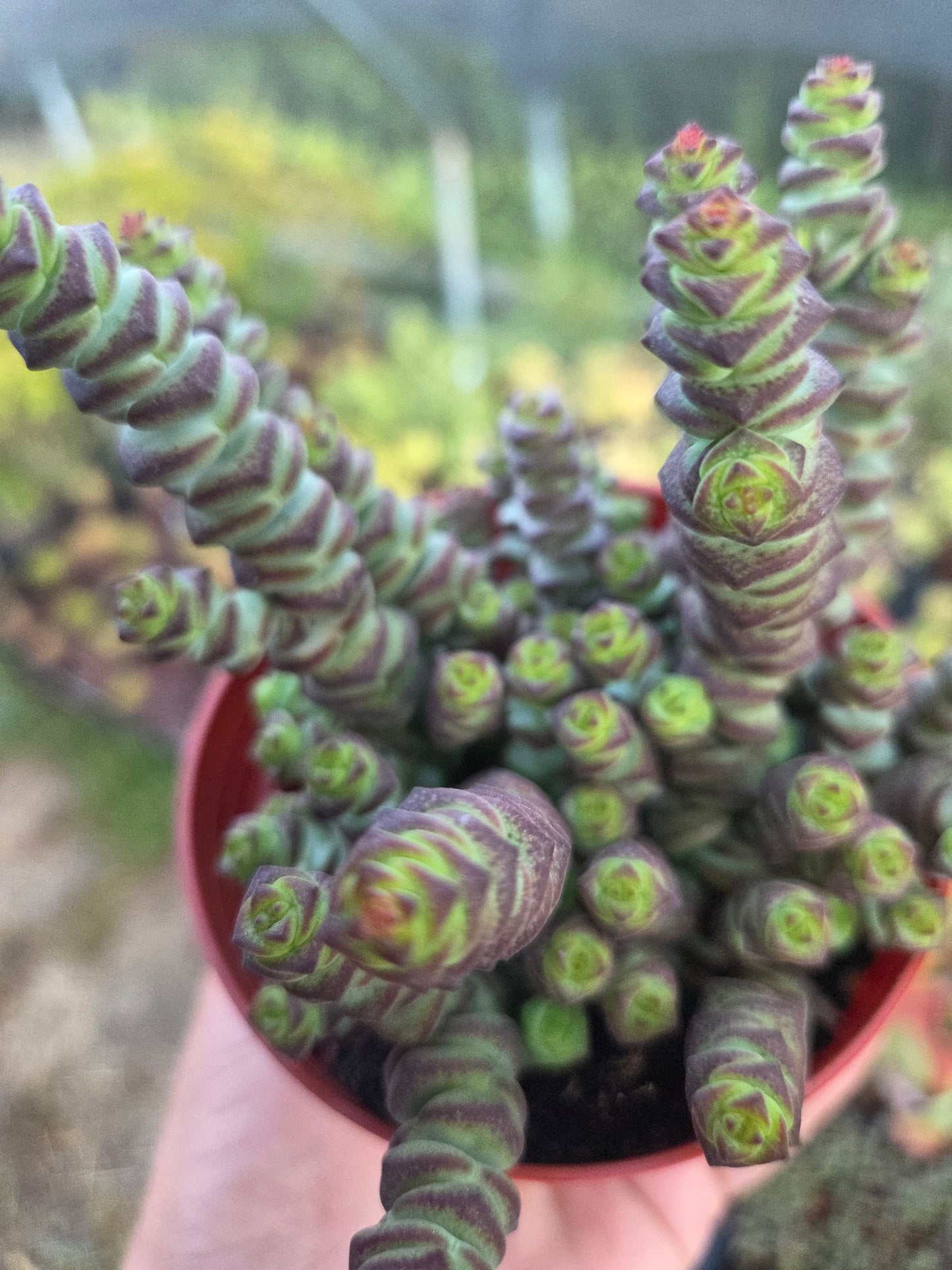 Crassula Marnieriana "Baby Neckles" (4" pot) Succulent plant