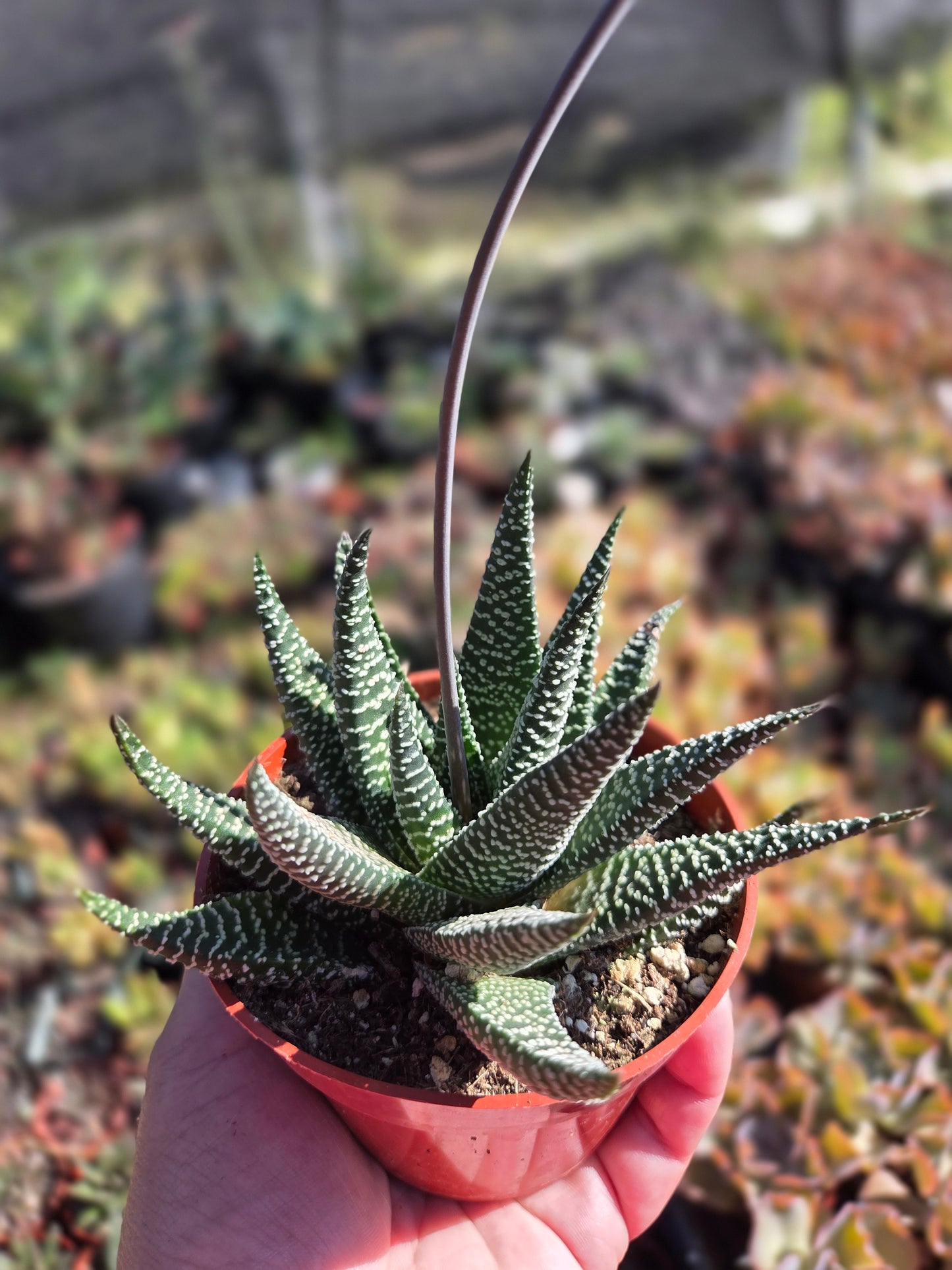 Gasteria Okabanga (4" Pot) Succulent Plant