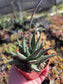 Gasteria Okabanga (4" Pot) Succulent Plant
