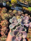 Graptopetalum Purple Delight