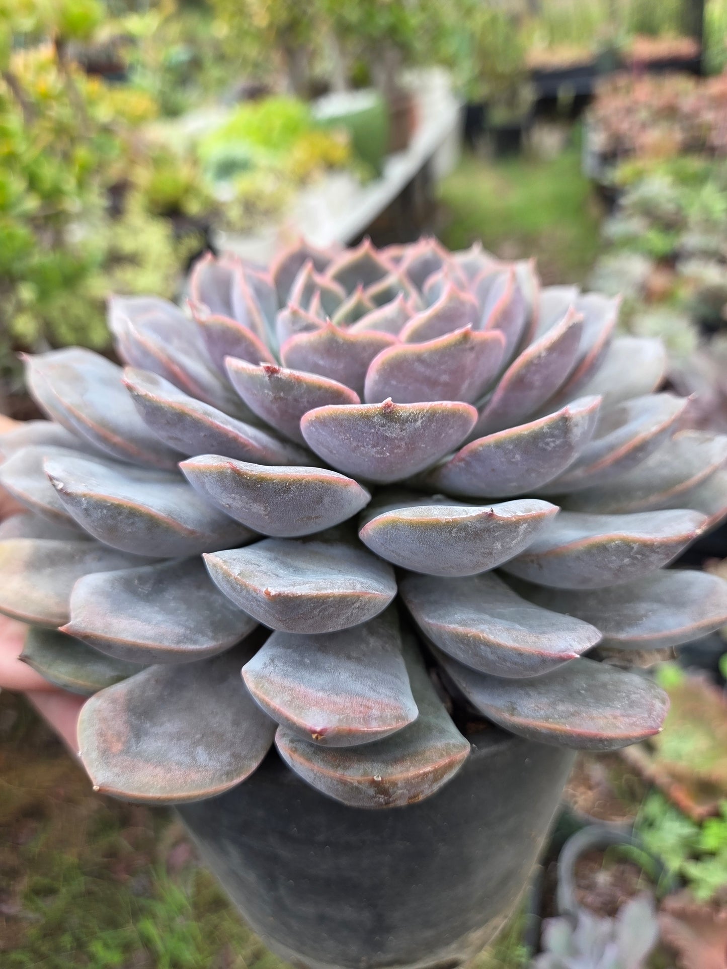 Echeveria Orion (1 gal. Pot) Succulent plant