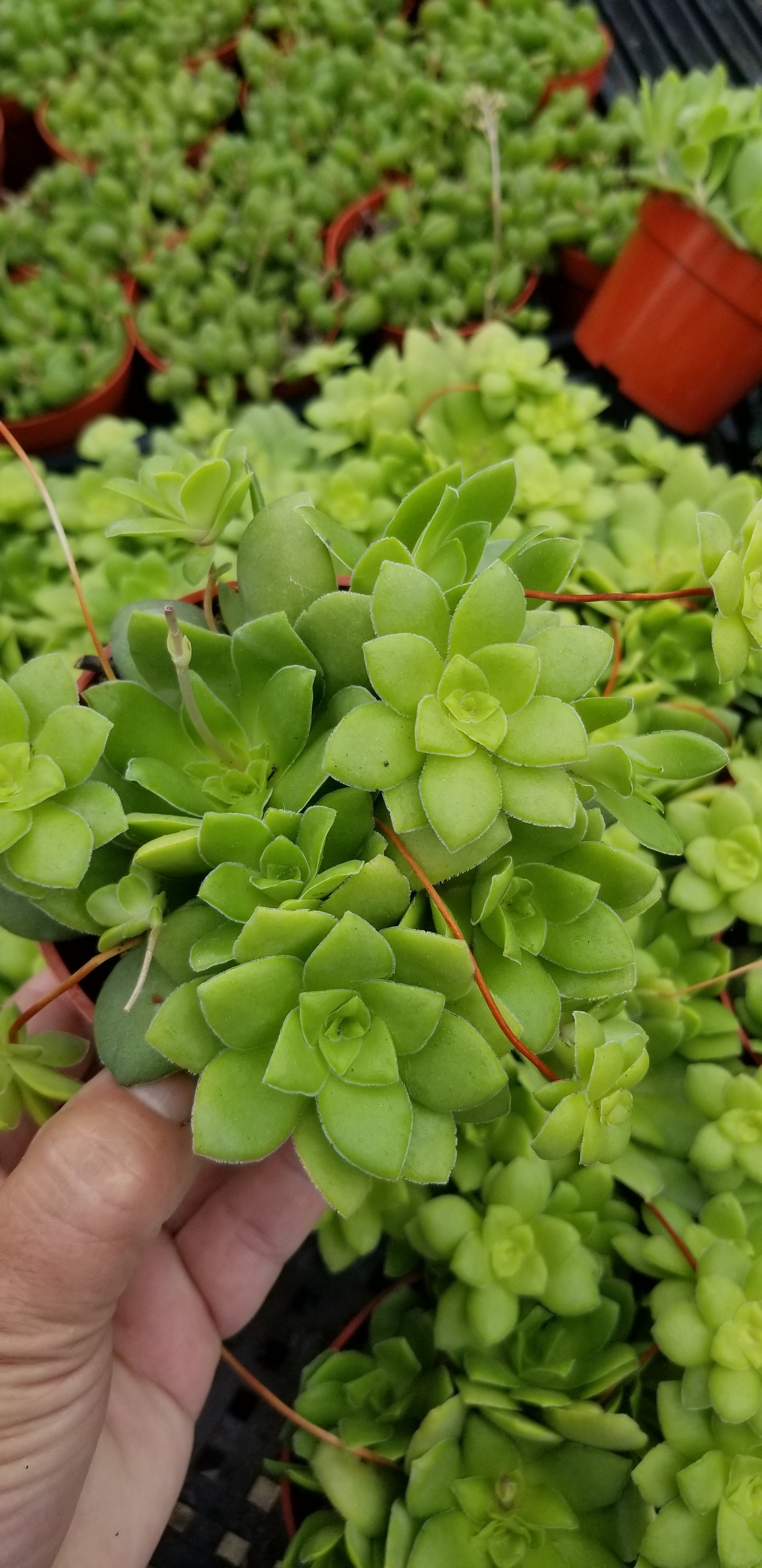 Crassula Orbicularis (4" pot) Succulent plant