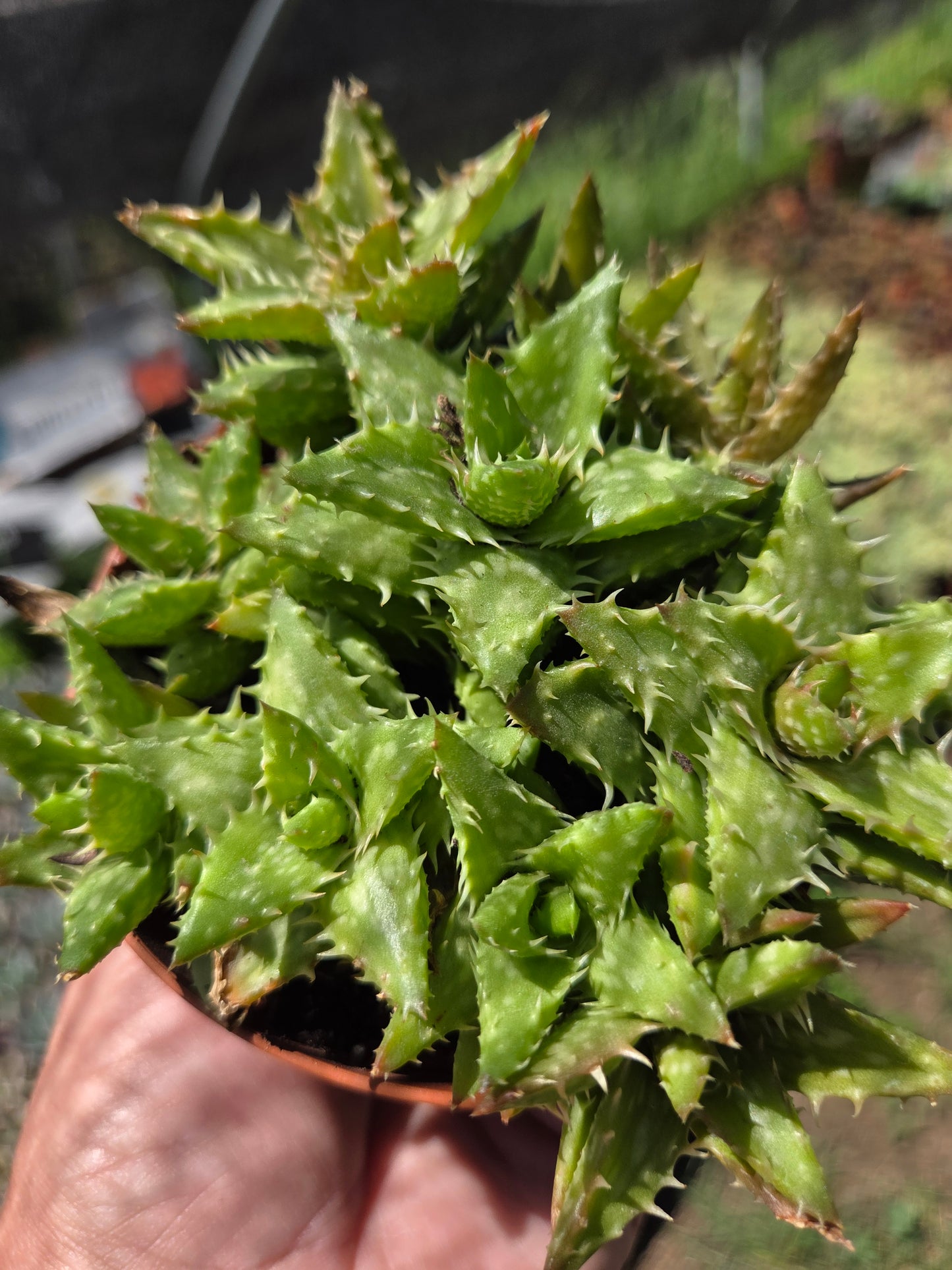 Aloe Juvenna, Tiger Tooth Aloe, Succulent Plant (4" Pot)