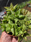 Aloe Juvenna, Tiger Tooth Aloe, Succulent Plant (4" Pot)