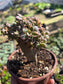 Aeonium Sunburst Crested (4" pot) Succulent Plant
