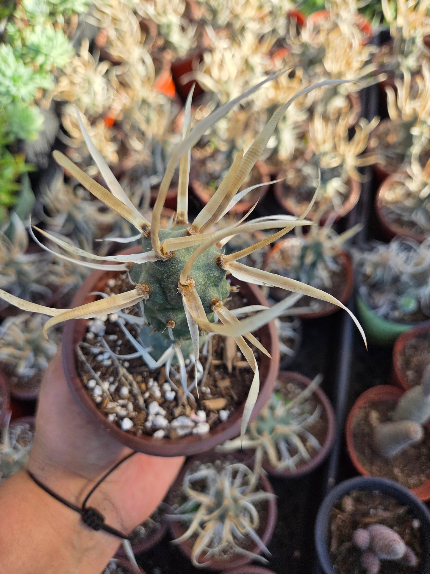 Paper Spine Cactus "Tephrocactus Articulatus" (4" pot)